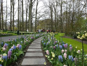 Purple flowering plants in park