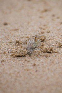 Close-up of lizard on sand
