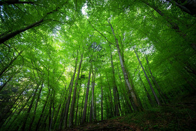 Low angle view of bamboo trees in forest