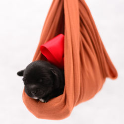 Close-up of puppy against white background