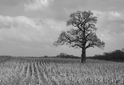 Tree on field against sky