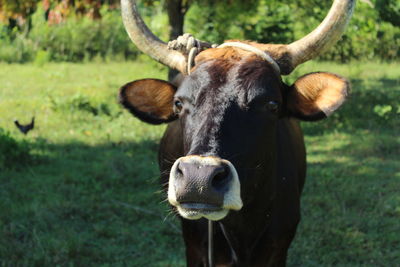 Portrait of cow on field