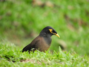 Close-up of a bird on field