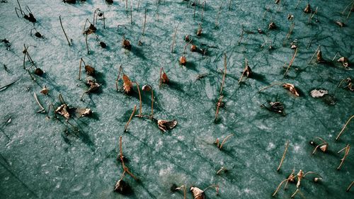 High angle view of dried lotus on frozen lake at baiwangshan forest park