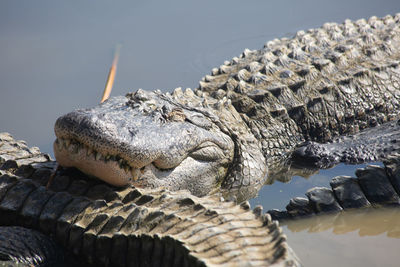 crocodile