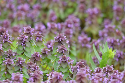 Close-up of purple flowering plants