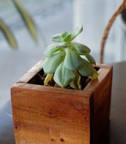 Close-up of succulent plant in basket on table