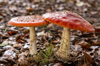 Close-up of mushroom growing on field