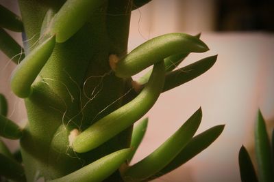 Close-up of succulent plant