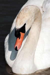 Close-up of a mute swan