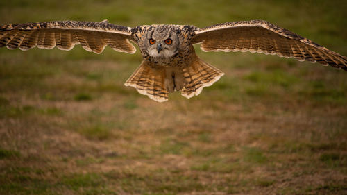 Eagle owl in flight