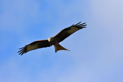 Low angle view of red kite flying in sky