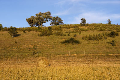 Scenic view of trees on field against sky