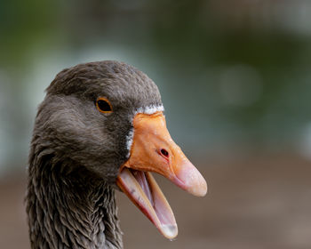 Close-up of goose