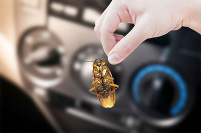 Cropped hand holding cockroach in vehicle