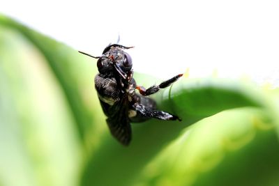 Close-up of insect on leaf