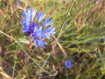 Close-up of purple flowering plant on field