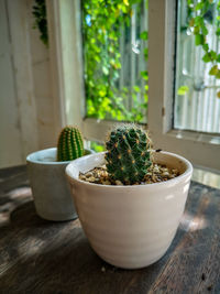 Close-up of potted plants on window sill