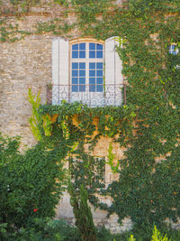 Plants growing on house