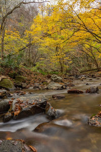 Scenic view of river stream in forest during autumn