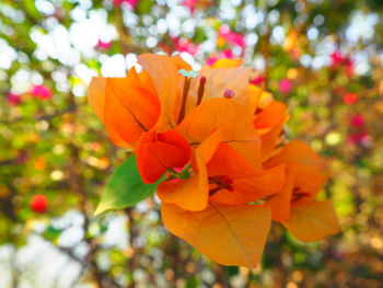 Close-up of orange flowers