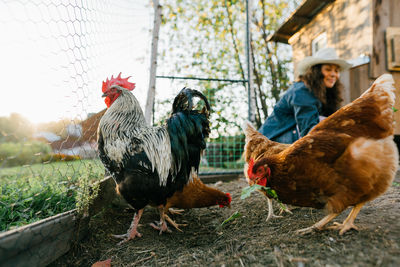 Woman farmer feeding chickens, sunny morning at home farm