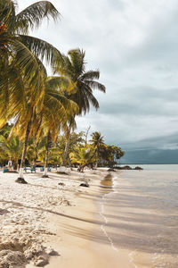 Palm trees on beach against sky