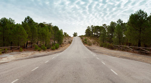 Empty road along trees and plants