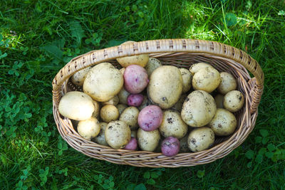 Close-up of mushrooms in basket