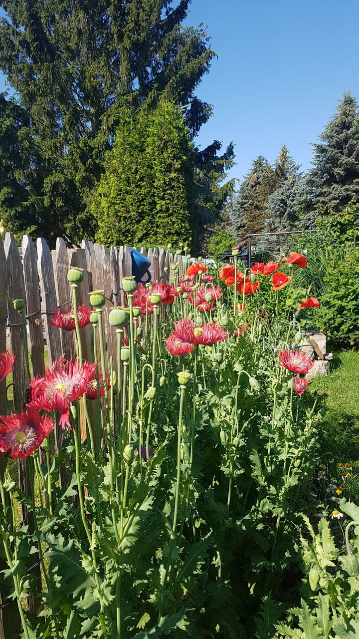 CLOSE-UP OF RED POPPY FLOWERS IN PARK AGAINST SKY