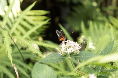 Close-up of insect on plant