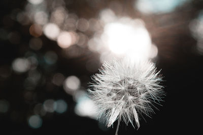 Close up of dandelion