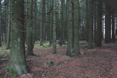 Trees in forest