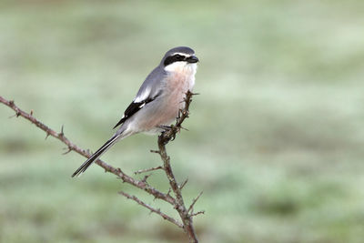 Close-up of bird perching on branch