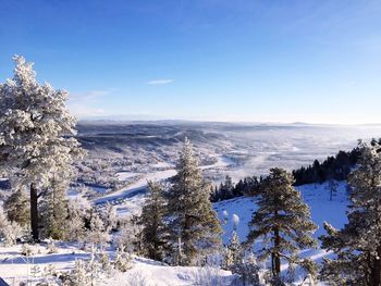 Scenic view of trees against sky during winter