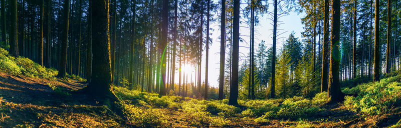 Pine trees in forest