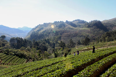 Scenic view of vineyard against sky