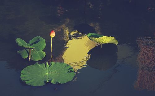 Close-up of lotus water lily in lake