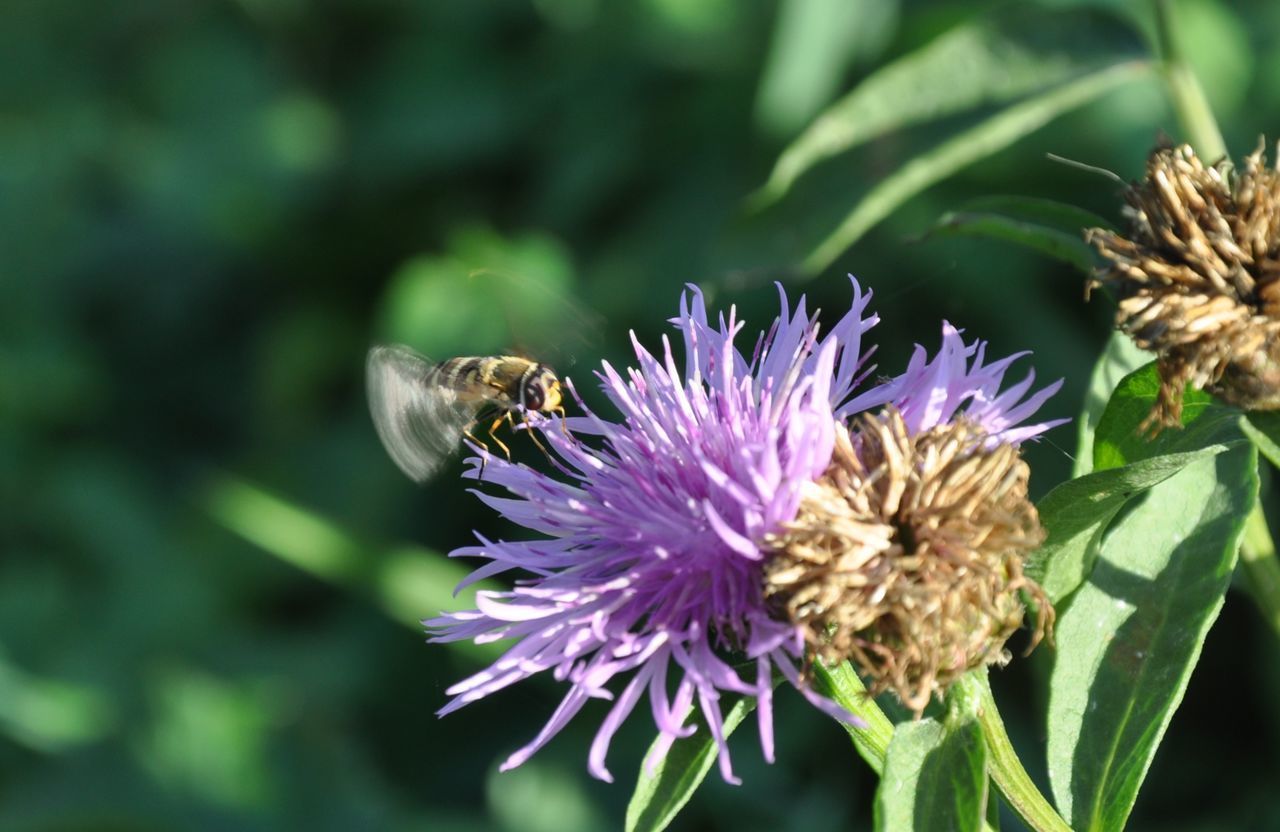 CLOSE-UP OF HONEY BEE POLLINATING ON PURPLE FLOWER