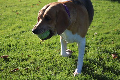 Dog with ball on field