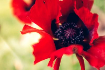 Close-up of red flower