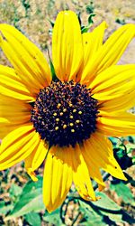 Close-up of sunflower