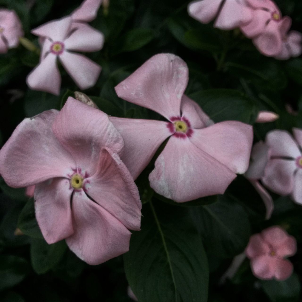 flower, nature, fragility, freshness, beauty in nature, flower head, growth, close-up, petal, plant, no people, day, periwinkle, outdoors