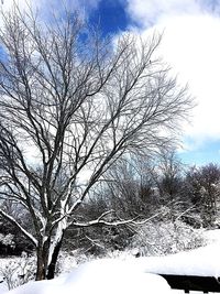 Low angle view of bare trees against sky