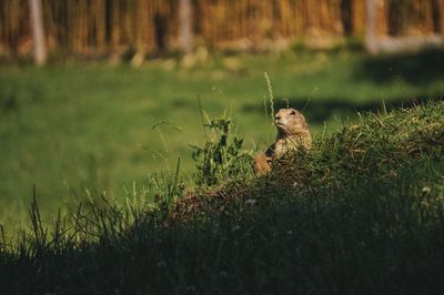 Prairie dog sitting on a field