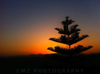 Close-up of silhouette palm tree against sunset