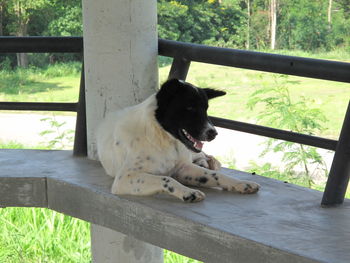 View of a dog sitting on wooden railing