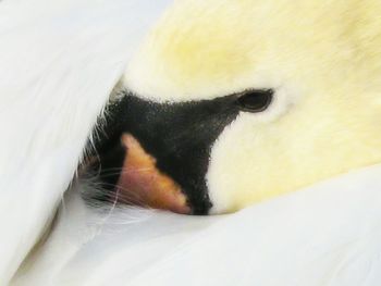 Close-up of a dog