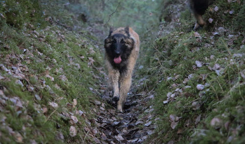 Dog lying on land