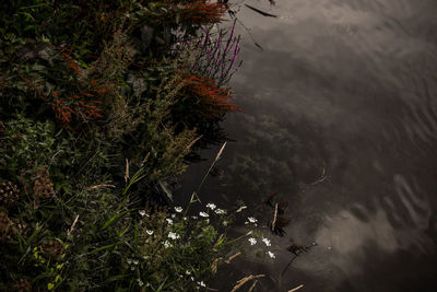 Trees in water